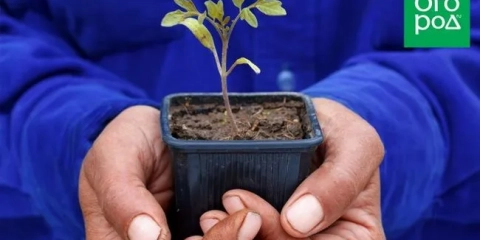 5 Razlogov, zakaj sadike nočejo normalno rasti